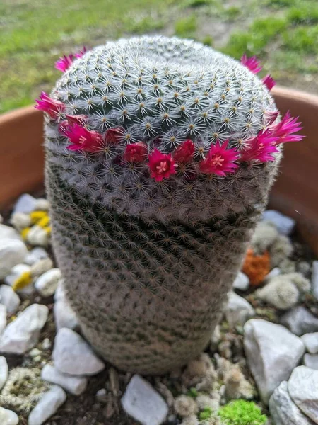 Pianta Cactus Fiore Con Fascia Minuscoli Fiori Rosa — Foto Stock