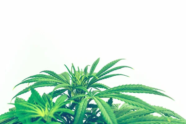 白色背景下分离的大麻植物叶子及复制空间 — 图库照片