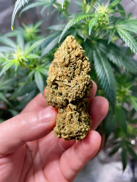 Hand Holding Grote Medische Marihuana Bloem Knop Tegen Cannabis Plant — Stockfoto