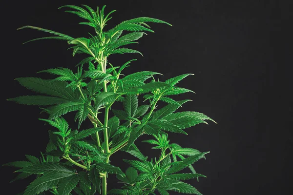 コピースペースと暗い背景に対する大麻マリファナ植物 — ストック写真