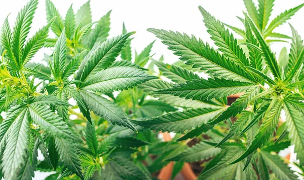 完全なフレーム白い背景を持つポットの大麻植物のオーバーヘッドショット — ストック写真