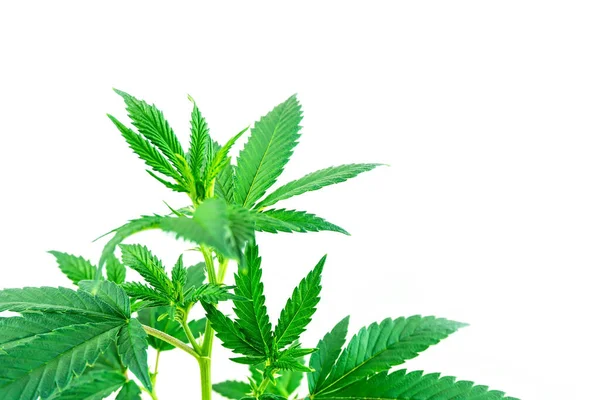 Blad Cannabis Växt Isolerad Vitt Med Kopieringsutrymme — Stockfoto
