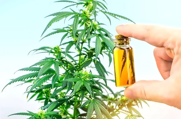 Botella Mano Con Aceite Cannabis Cbd Contra Planta Cáñamo Marihuana — Foto de Stock