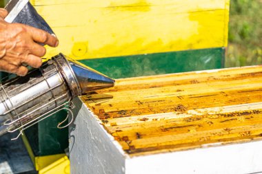 Arıcılık kolonisinde çerçeveli açık arı kovanı, Sigara içen arı yetiştiricisi tarafından kullanılıyor.