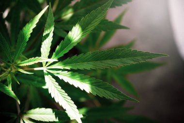 Doğal güneş ışığı ve doğal arka planda marihuana yaprakları.