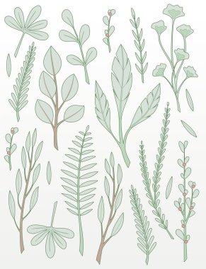 Yapraklar, dallar ve dallar