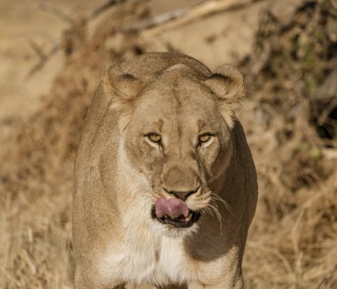 Dişi aslan toprak kurbağanın üzerinde yürüyor.