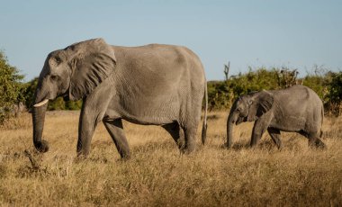 Fil ailesi nehir kenarında yürür.