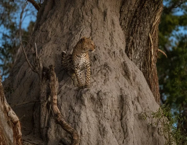Bir leopar kısmen bir baobab ağacına tırmanıp avını daha iyi görmek ister.