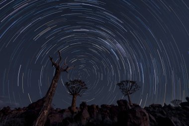 Yıldız izleri titrek ağaçların üzerinde daireler çiziyor