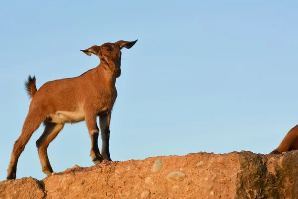 Kahverengi cüce keçi