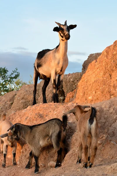 Kahverengi cüce keçi