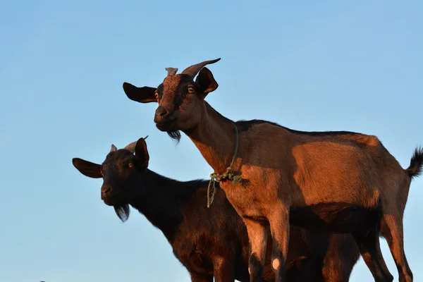 Kahverengi ve siyah cüce keçi
