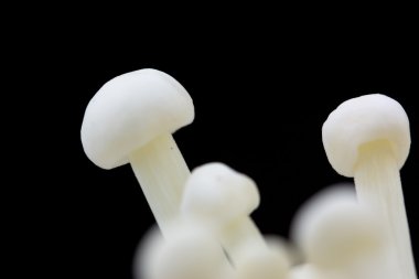 Siyah arkaplanda mantar