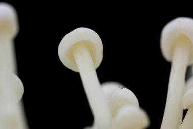 Siyah arkaplanda mantar