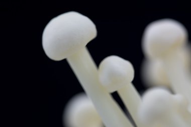 Siyah arkaplanda mantar