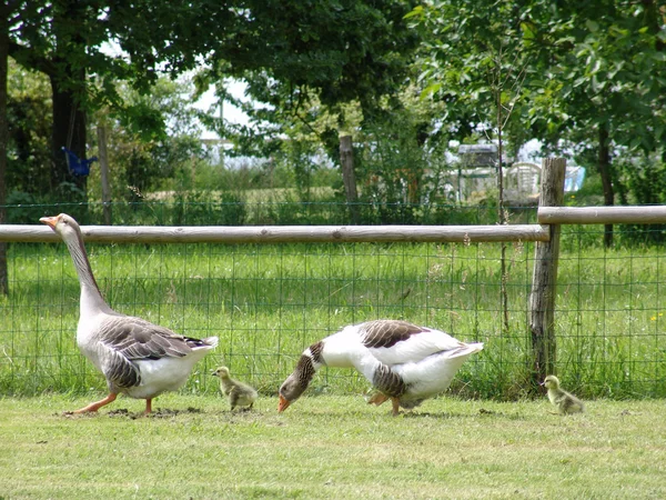 Famille oies-gooes aile