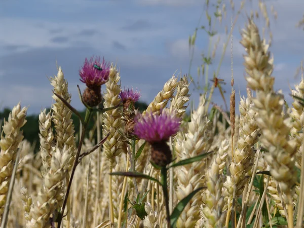 Thistle, ripe wheat, sky, beautiful, simple, picture, nature, France, europe, field, calm, breeze, blowing, wind, blue sky, — Stock Photo, Image