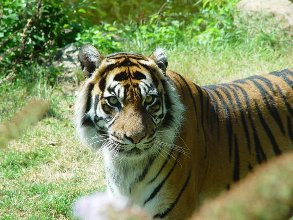 Tigre, kaplan