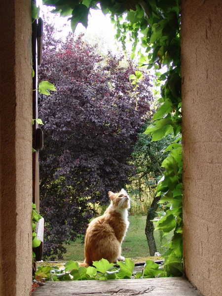 güzel kedi, güzel kedi fotoğrafı, kırmızı, Pembe ağaç, sarmaşık, giriş, güzel ışık, renkler, düğün, renk, ışık, açık kapı