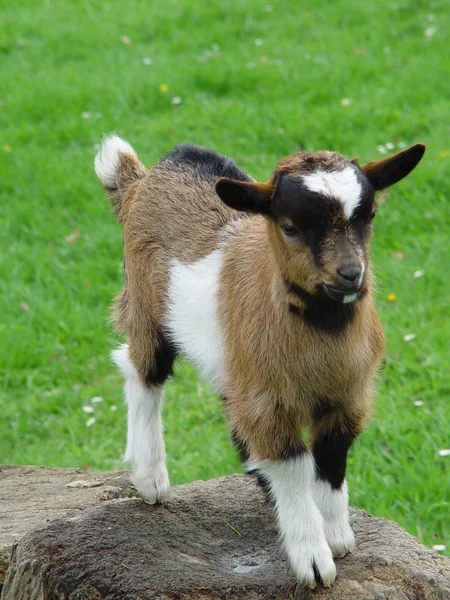 chevreau