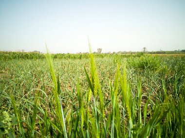 Gün ortasında güneşin altında bir buğday tarlası manzarası.