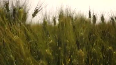 Buğday tarlasında yakın çekim tarlada yürüme hissi verir.