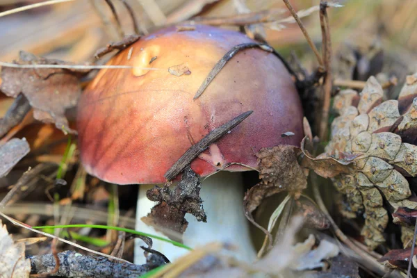 mushroom in the wood