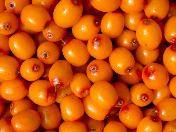 Deniz cehri berryes.