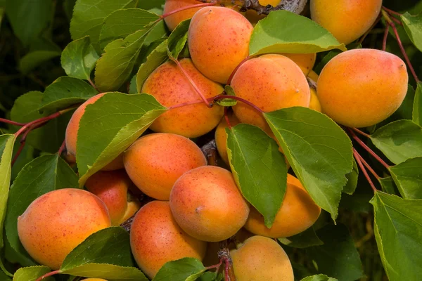 Ağaç dalında olgun kayısılar.