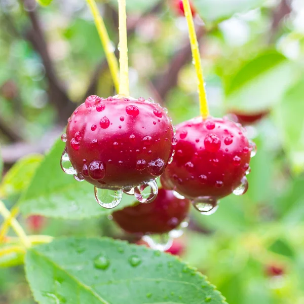 Bacche di ciliegia rossa su un ramo d'albero con gocce d'acqua . — Foto Stock