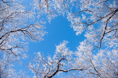 Hoarfrost ağaçlar ve koyu mavi gökyüzü.