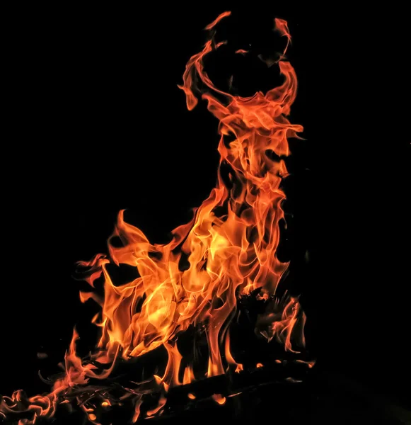 Alev ateş etmek siyah arka plan üzerine bir boğa gibi