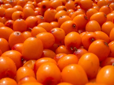 Deniz cehri berryes.