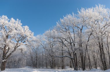 Frost ile kaplı orman ile manzara..