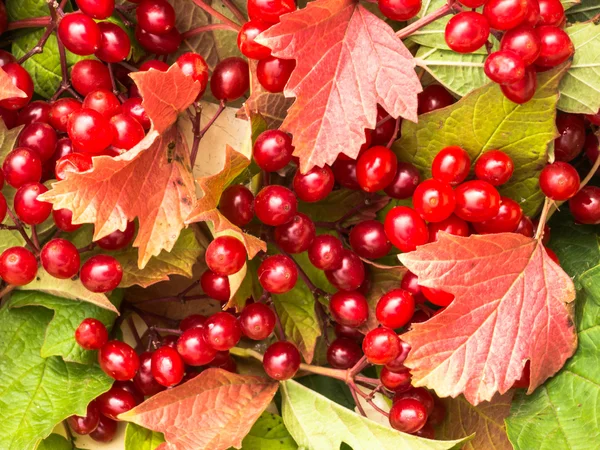 Kartopu çilek. Arka plan.