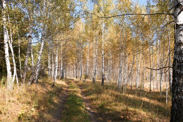 Autunno paesaggio forestale . — Foto Stock