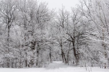 Frost ile kaplı bir meşe ormanı ile manzara.
