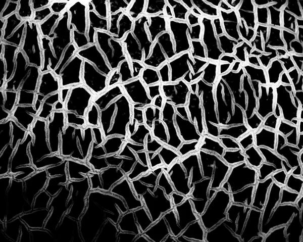 soyut siyah beyaz çizgiler.