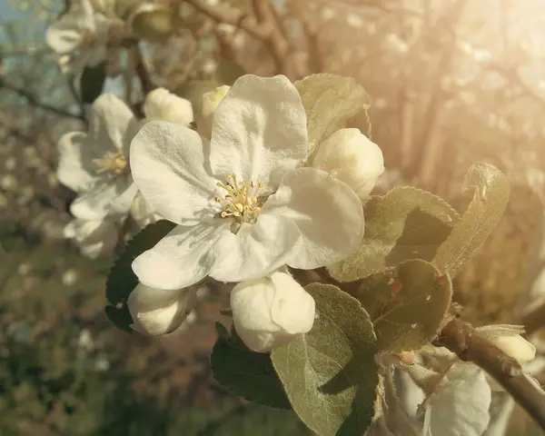 Elma ağacı dalı çiçek ve tomurcukları ile