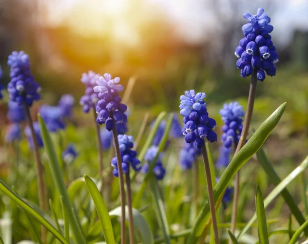 Gün batımı arka planda mavi bahar çiçek üzüm sümbül.
