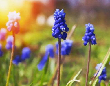 Mavi bahar çiçek üzüm sümbül.