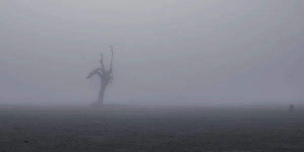 Creepy Silhouette Dead Tree Stump Stands Alone Foggy Field — Stock Photo, Image