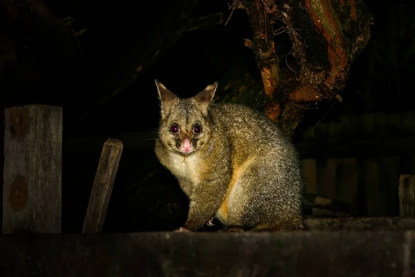 Australian Bushtail Possum Night — Stock Photo, Image