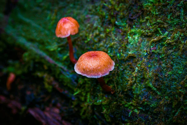 Piccolo Fungo Arancione Che Cresce Letto Muschiato Bagnato Vecchio Ramo — Foto Stock