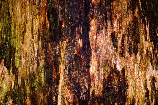 Rough Blotchy Tree Bark Texture Pattern — Stock Photo, Image