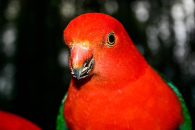 Parlak renkli kırmızı ve gri Kral Papağan tohum yiyor.