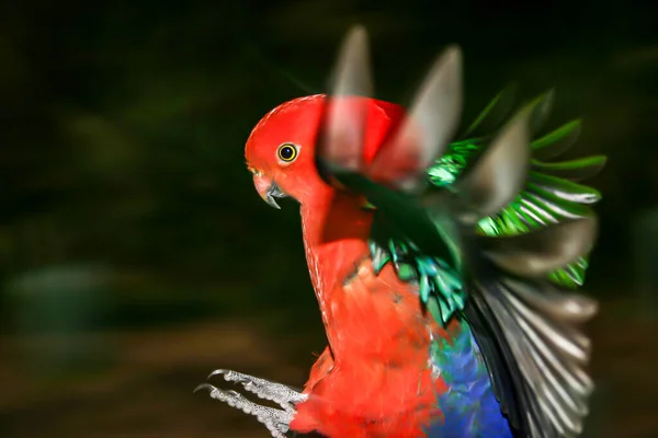 Colourful Red Green Blue Native Australian King Parrot Flight — Stock Photo, Image