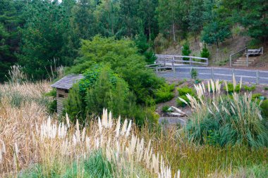 Berwick Botanik Bahçeleri 'ndeki sazlıklar arasında kuş izleme kulübesi