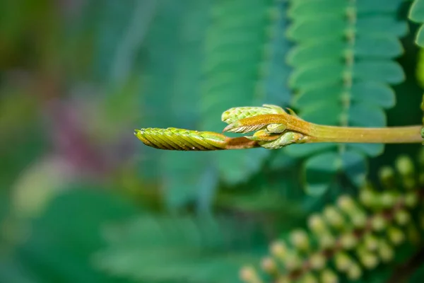 Tiny Tree Bud Starting Open — Stock Photo, Image